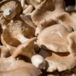 FUNGHI FEST