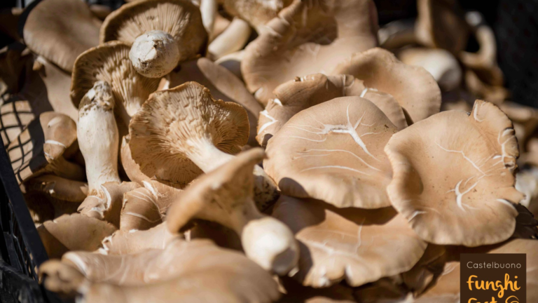 FUNGHI FEST
