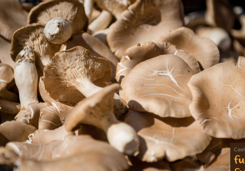 FUNGHI FEST